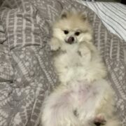 うちの子…