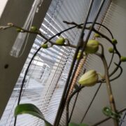 Tさんの蘭が今年も咲きました♡