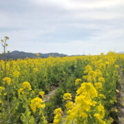菜の花✿