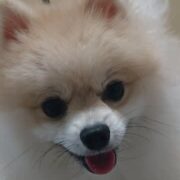 あけましておめでとうございます🐄