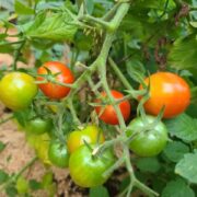 梅雨からの贈り物ヽ(；▽；)ノ♡♡♡