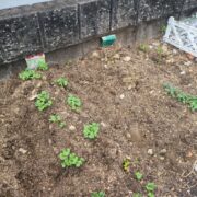 知識がないので・・・不安(笑)